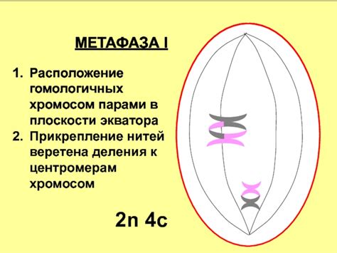 Прикрепление нитей к базе