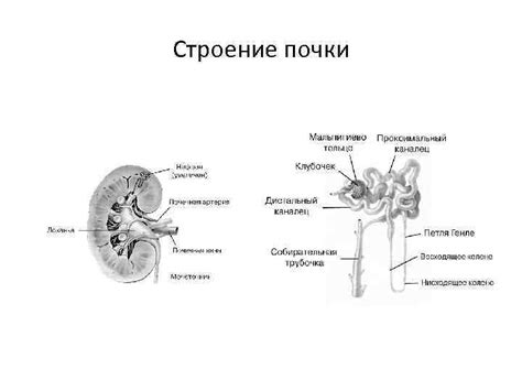 Применение метода дренирования обоих почек при различных заболеваниях