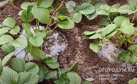 Применение специальных черновиков для впитывания влаги