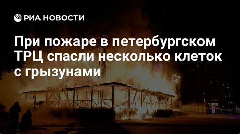 Применение физических преград для предотвращения повреждения клеток грызунами