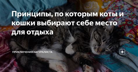 Принципы, по которым руководствуется общество