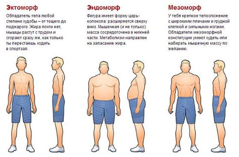 Принципы определения эндоморфа и способы выявления особенностей телосложения