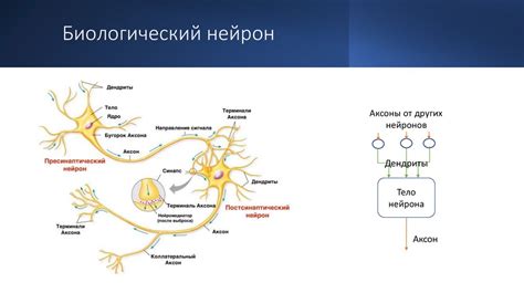 Принципы работы и основные компоненты искусственных нейронных систем