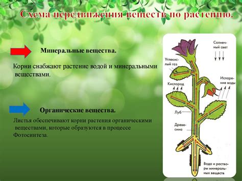 Природный механизм опадания листьев растения в период смены сезонов