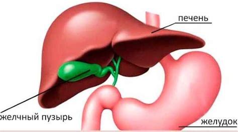 Причины и последствия отсутствия желчного пузыря