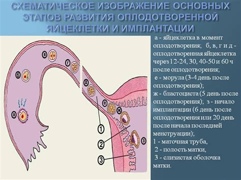 Причины неудачного пристыковывания эмбриона к стенке матки