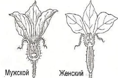 Причины отсутствия женских цветков на огурцах