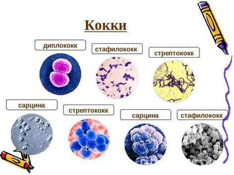 Причины отсутствия флоры в мазке у женщин