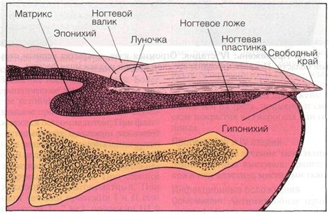 Причины повреждений в пигментированных ногтевых пластинках