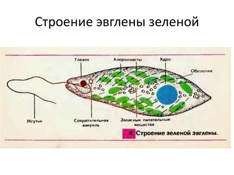 Причины появления зеленой метки в органических поисковых результатах