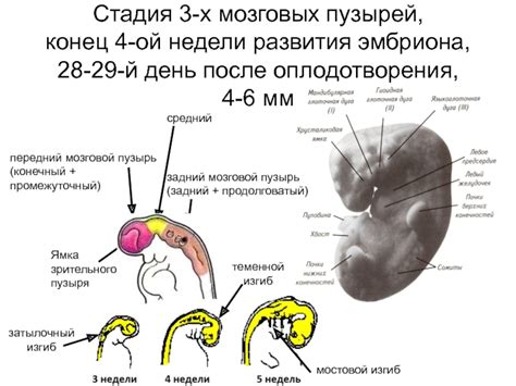 Причины развития недостаточного развития мозговой доли у эмбриона