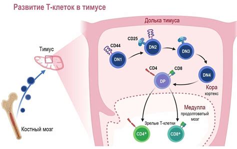 Причины снижения баланса между лимфоцитами CD4 и CD8