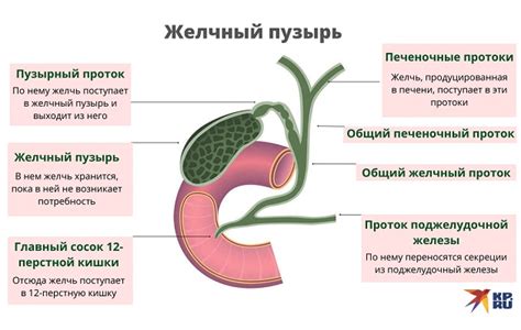 Причины стагнации желчи у мужчин