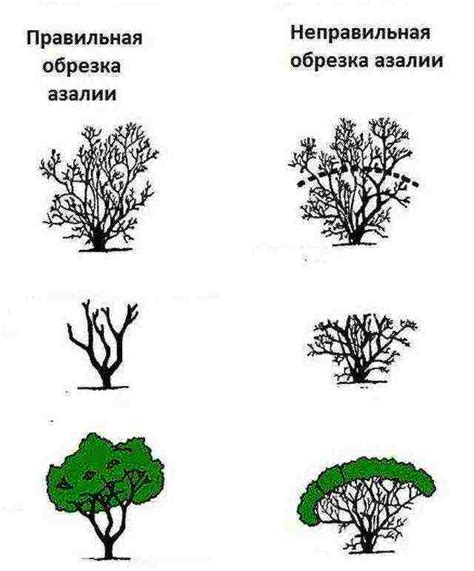 Прищипывание и обрезка туями: как достичь более густого и аккуратного облика деревьев