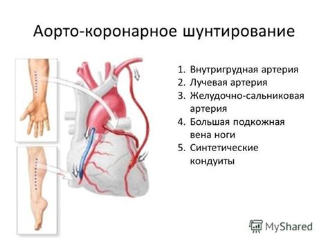 Проблема с работой сердца и отсутствие обратного кровотока