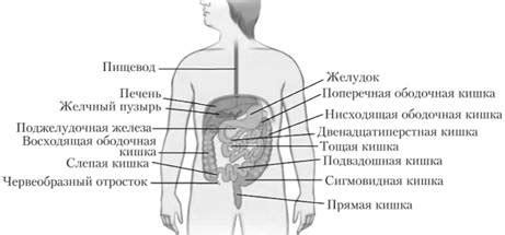 Проблемы, влияющие на функционирование пищеварительной системы и вызывающие длительный понос