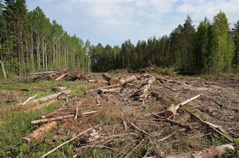 Проблемы, возникающие из-за исчезновения лесных угодий и сокращения площади лесов