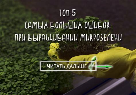 Проблемы, с которыми возможно столкнуться при выращивании эхеверии и способы их решения