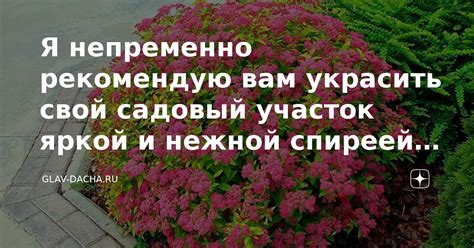 Проблемы и заболевания, связанные с японской спиреей: их причины и решения