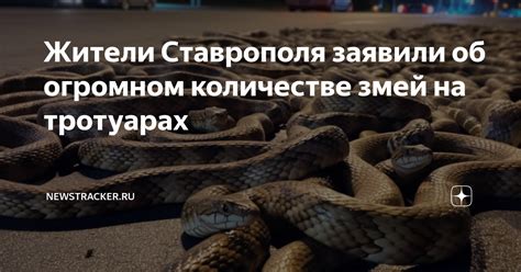 Проблемы и значение сна об огромном количестве змей во дворе дома