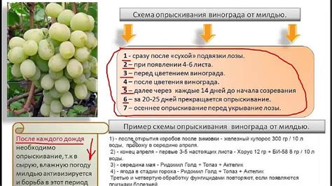 Проблемы связанные с опылением и их влияние на отсутствие формирования плодов у сливы