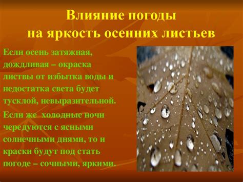 Проблемы с поливом: почему листья меняют цвет и опадают?