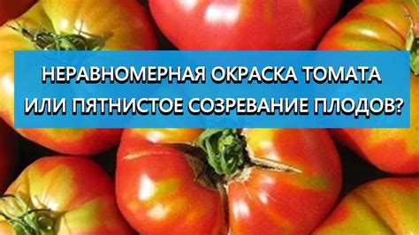 Проблемы с созреванием томатов