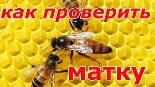 Проверить на наличие матки