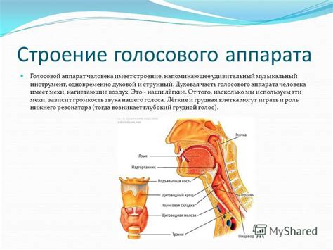 Прогноз и последствия поражения голосового аппарата