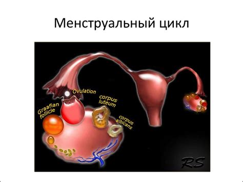 Происхождение образования жировой пробки у женщин