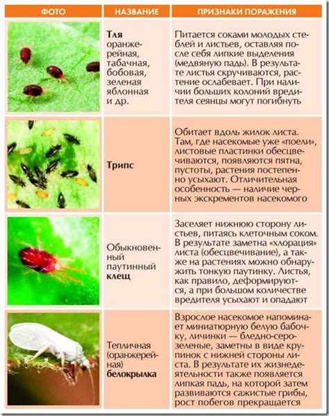 Профилактика и борьба с заболеваниями и вредителями: важная составляющая заботы о малине