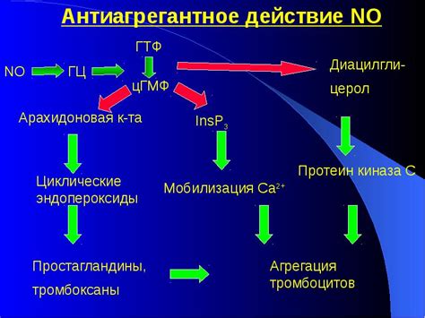 Профилактика кардиоваскулярных заболеваний: роль оксида азота