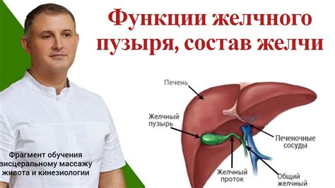 Профилактика усиления выталкивания желчи при изгибе желчного мешка