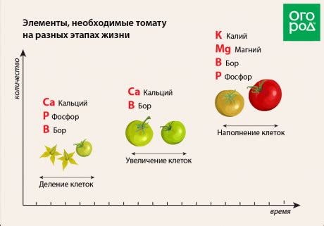 Профилактические меры для поддержания здоровья томатных растений