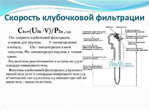 Профилактические меры для сохранения оптимальной функции клубочковой фильтрации