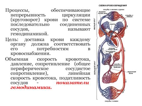 Процессы циркуляции крови: основа биологической жизни