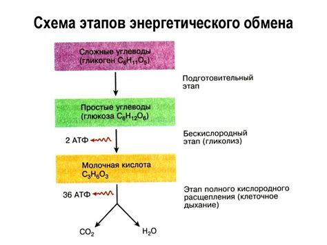 Процесс готовки фосфатазы: основные этапы