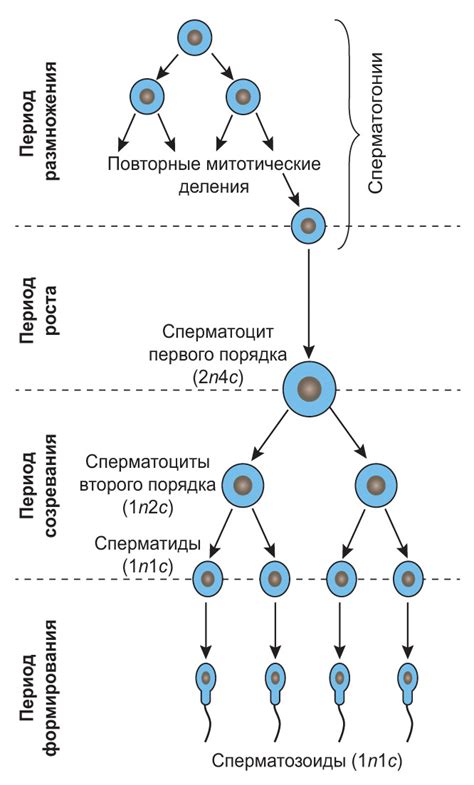 Процесс кроссовера в гаметогенезе