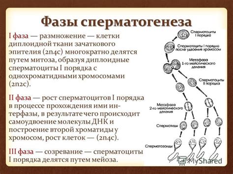 Процесс размножения и продолжительность генерации брони черепах