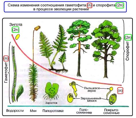 Процесс сбора и применения бархатного мха в быту