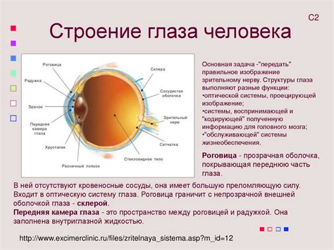 Процесс сканирования и распознавания структуры глазного яблока