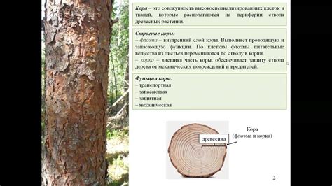 Процесс формирования древесины в растении