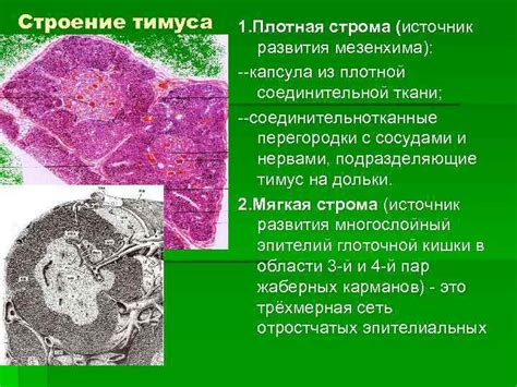 Процесс формирования и развития ткани тимуса