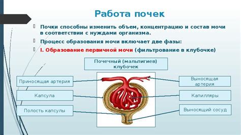 Работа почек при возникновении сильной жажды