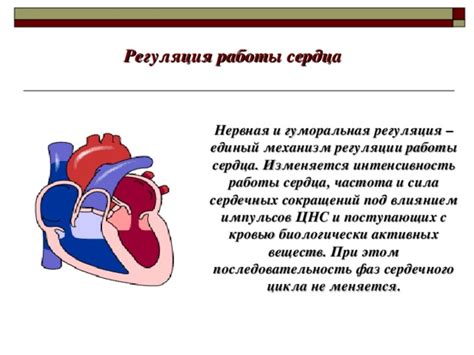 Работа сердца и дыхательной системы при поцелуе