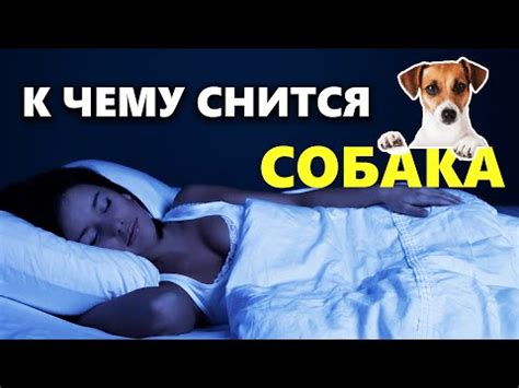 Радостные игры во сне: толкование спектакулярных снов о малом питомце