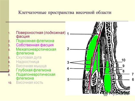 Развенчание мифа о третичности височной области