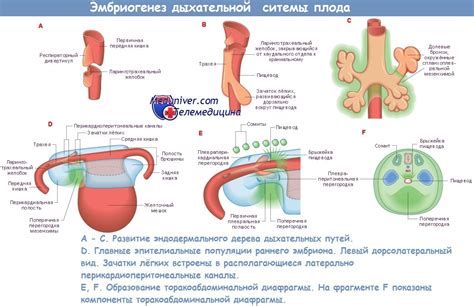 Развитие дыхательной системы и формирование легких у новорожденных