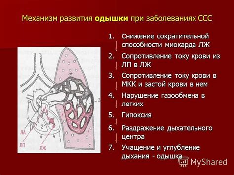 Развитие кардиоваскулярной системы и мускулатуры