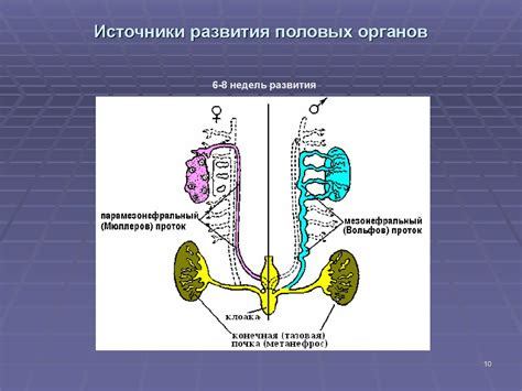 Развитие почек, половых органов и костей